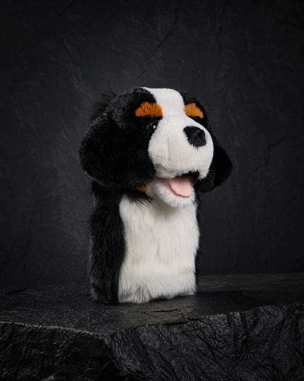 Burmese Mountain Dog Driver
